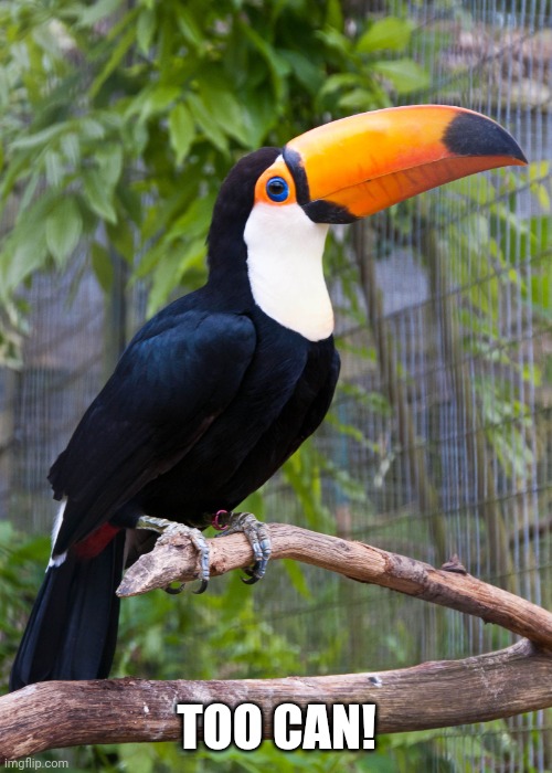 toucan | TOO CAN! | image tagged in toucan | made w/ Imgflip meme maker