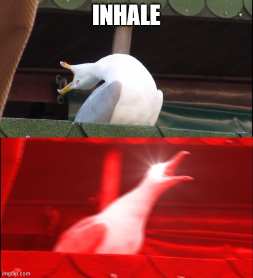 Screaming bird | INHALE | image tagged in screaming bird | made w/ Imgflip meme maker