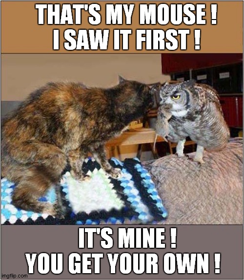 Cat Vs Owl ! | THAT'S MY MOUSE !
  I SAW IT FIRST ! IT'S MINE !
YOU GET YOUR OWN ! | image tagged in cats,owls,mouse,competition | made w/ Imgflip meme maker