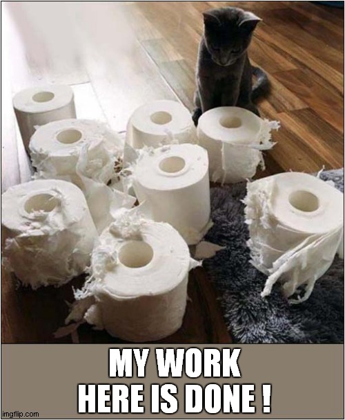 That's One Conscientious Cat ! | MY WORK HERE IS DONE ! | image tagged in cats,toilet paper,destruction | made w/ Imgflip meme maker