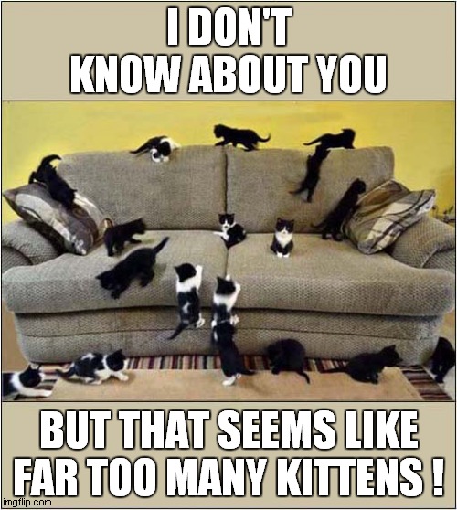 That's Enough ! | I DON'T KNOW ABOUT YOU; BUT THAT SEEMS LIKE FAR TOO MANY KITTENS ! | image tagged in cats,kittens,too many | made w/ Imgflip meme maker