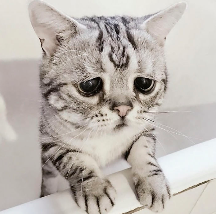 Sa cat Blank Meme Template