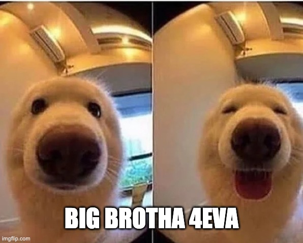 wholesome doggo | BIG BROTHA 4EVA | image tagged in wholesome doggo | made w/ Imgflip meme maker