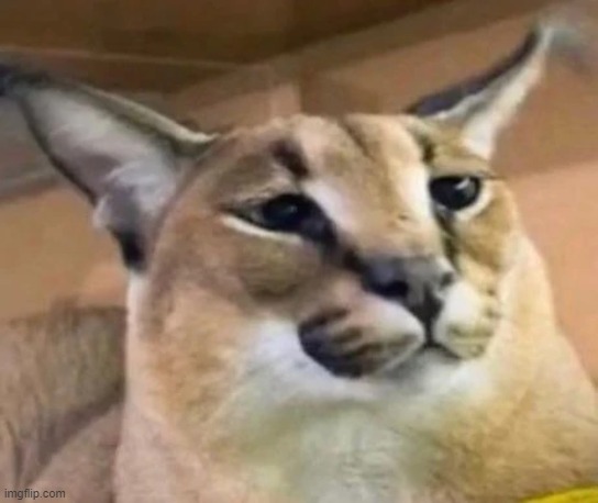 Floppa in 2022. Cat memes, Funny cat, Caracal cat, Big Floppa, HD