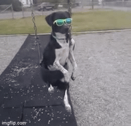 Dog with sunglasses on the swing - Imgflip