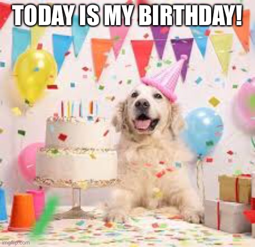 Yeah |  TODAY IS MY BIRTHDAY! | image tagged in memes,birthday doggo,happy birthday,i have no friends,stop reading the tags | made w/ Imgflip meme maker