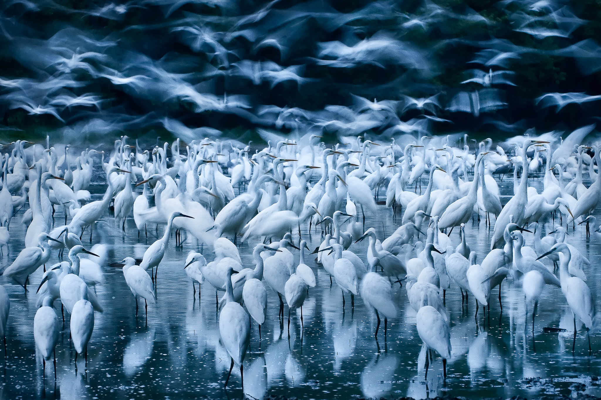 Where’s my Egrets? Blank Meme Template