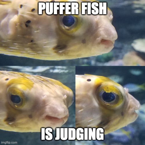 judging | PUFFER FISH; IS JUDGING | image tagged in puffer fish is judging,judging you,judging | made w/ Imgflip meme maker