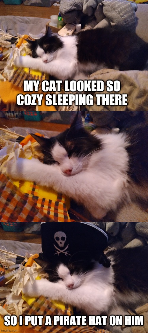 GOOD KITTY | MY CAT LOOKED SO COZY SLEEPING THERE; SO I PUT A PIRATE HAT ON HIM | image tagged in cats,funny cats,pirate | made w/ Imgflip meme maker