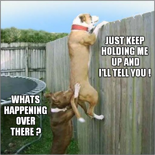 Over The Hedge ! | JUST KEEP HOLDING ME  UP AND I'LL TELL YOU ! WHATS HAPPENING OVER THERE ? | image tagged in fun,dogs,over the hedge | made w/ Imgflip meme maker