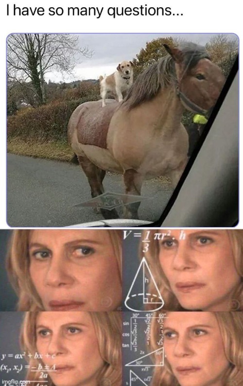 Dog riding a horse | image tagged in math lady/confused lady | made w/ Imgflip meme maker