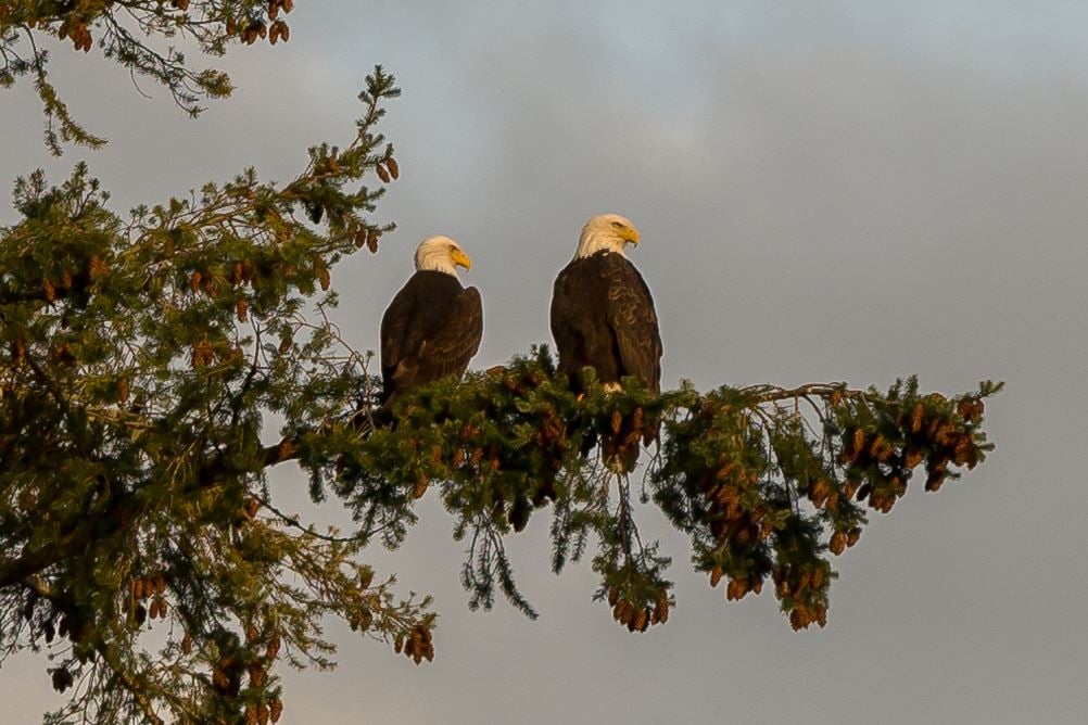 High Quality eagles Blank Meme Template