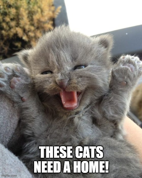 Yay Kitty | THESE CATS NEED A HOME! | image tagged in yay kitty | made w/ Imgflip meme maker