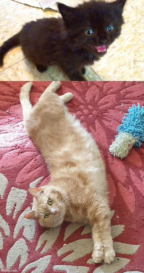 image tagged in tiny black kitten,stretching cat | made w/ Imgflip meme maker