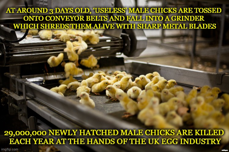 Male Chicks |  AT AROUND 3 DAYS OLD, ‘USELESS’ MALE CHICKS ARE TOSSED 
ONTO CONVEYOR BELTS AND FALL INTO A GRINDER 
WHICH SHREDS THEM ALIVE WITH SHARP METAL BLADES; 29,000,000 NEWLY HATCHED MALE CHICKS ARE KILLED 
EACH YEAR AT THE HANDS OF THE UK EGG INDUSTRY; minkpen | image tagged in vegan,vegetarian,eggs,chicken,chick,dairy | made w/ Imgflip meme maker