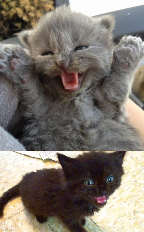 image tagged in excited kitten,tiny black kitten | made w/ Imgflip meme maker