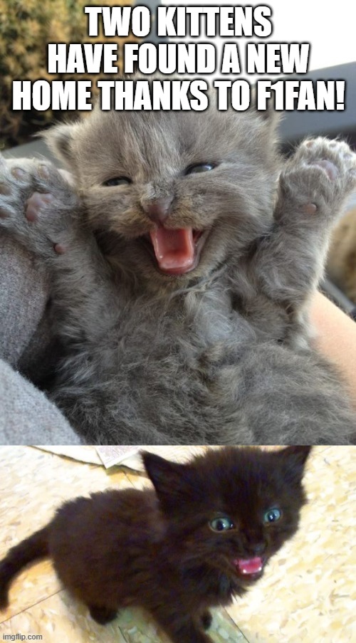 want your own cat? https://imgflip.com/i/5o4qqg | TWO KITTENS HAVE FOUND A NEW HOME THANKS TO F1FAN! | made w/ Imgflip meme maker