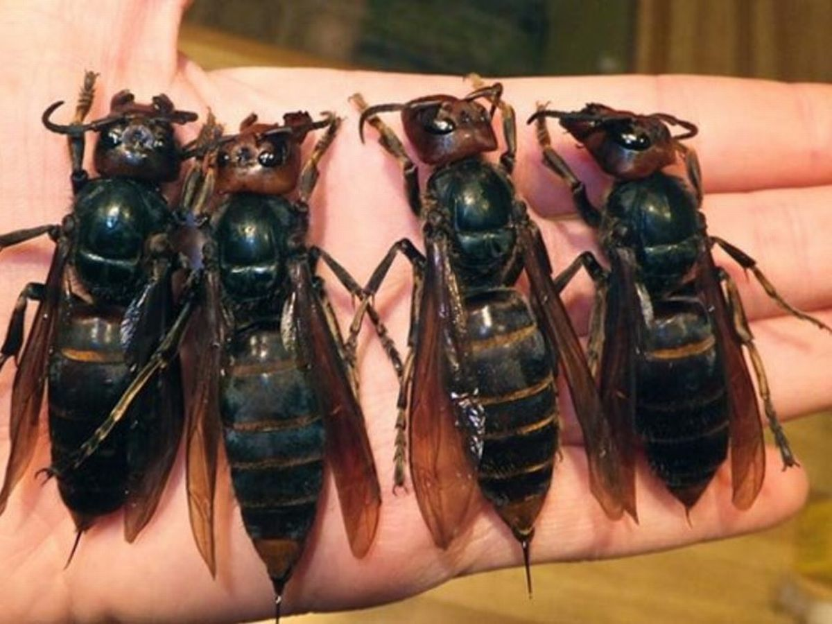 murder hornets Blank Meme Template