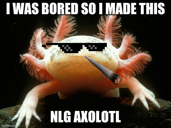 Mexican Axolotl | I WAS BORED SO I MADE THIS; NLG AXOLOTL | image tagged in mexican axolotl | made w/ Imgflip meme maker