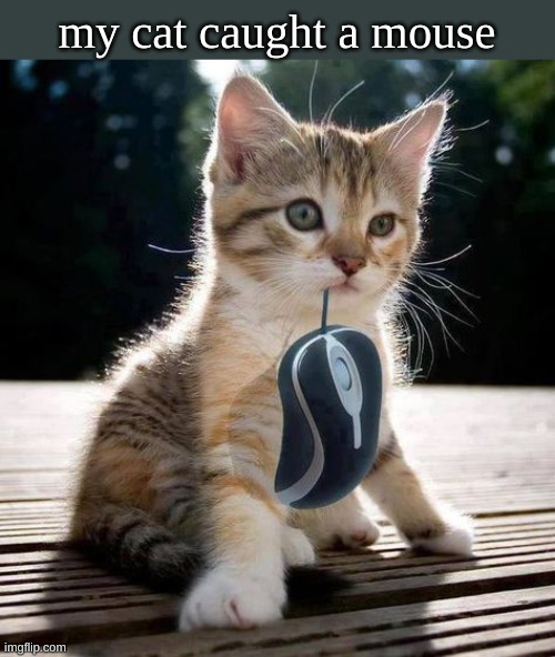 well. | my cat caught a mouse | image tagged in cat,funny | made w/ Imgflip meme maker