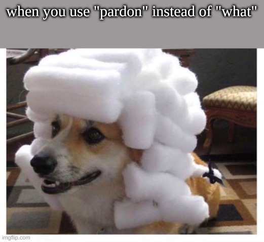 lol | when you use "pardon" instead of "what" | image tagged in funny,doge,wig | made w/ Imgflip meme maker