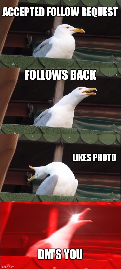 never know what to put for titles so i'll just say hi | ACCEPTED FOLLOW REQUEST; FOLLOWS BACK; LIKES PHOTO; DM'S YOU | image tagged in memes,inhaling seagull | made w/ Imgflip meme maker