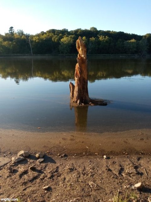 large stump in the water | image tagged in rock river,stump | made w/ Imgflip meme maker
