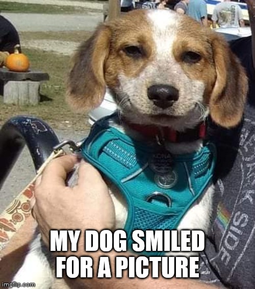MY DOG SMILED FOR A PICTURE | made w/ Imgflip meme maker