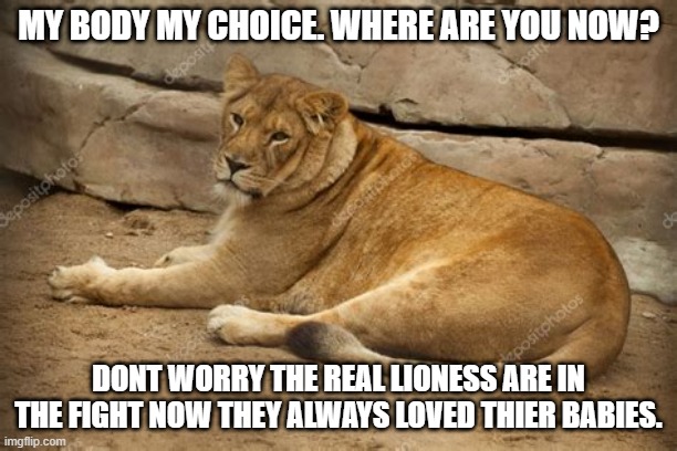 My body my choice |  MY BODY MY CHOICE. WHERE ARE YOU NOW? DONT WORRY THE REAL LIONESS ARE IN THE FIGHT NOW THEY ALWAYS LOVED THIER BABIES. | image tagged in lioness,my body my choice | made w/ Imgflip meme maker