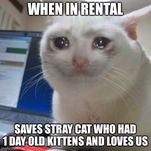 Crying cat | WHEN IN RENTAL; SAVES STRAY CAT WHO HAD 1 DAY OLD KITTENS AND LOVES US | image tagged in crying cat | made w/ Imgflip meme maker