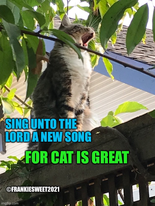 Sing unto the lord | FOR CAT IS GREAT; SING UNTO THE LORD A NEW SONG; ©FRANKIESWEET2021 | image tagged in sing,song,cat,great,lord,bible verse | made w/ Imgflip meme maker