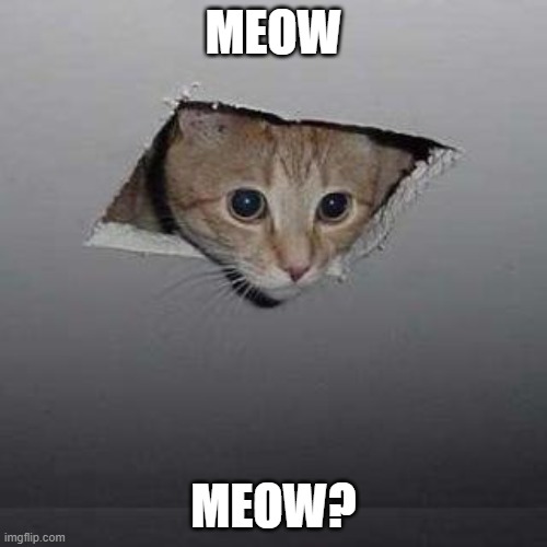 oh yeah | MEOW; MEOW? | image tagged in memes,ceiling cat,meow | made w/ Imgflip meme maker