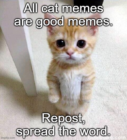 Cute Cat | All cat memes are good memes. Repost, spread the word. | image tagged in memes,cute cat | made w/ Imgflip meme maker
