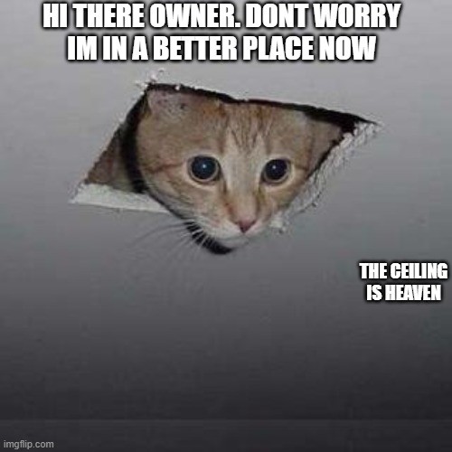 Ceiling Cat Meme | HI THERE OWNER. DONT WORRY
IM IN A BETTER PLACE NOW; THE CEILING IS HEAVEN | image tagged in memes,ceiling cat,heaven,rip | made w/ Imgflip meme maker