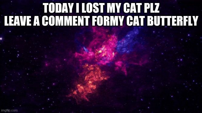 TODAY I LOST MY CAT PLZ LEAVE A COMMENT FORMY CAT BUTTERFLY | image tagged in cat | made w/ Imgflip meme maker