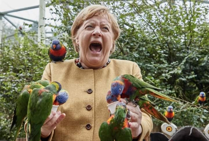 Angela Merkel Parrots Blank Meme Template