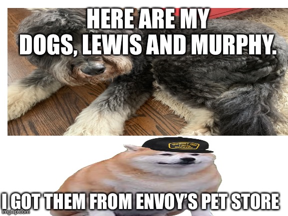 HERE ARE MY DOGS, LEWIS AND MURPHY. I GOT THEM FROM ENVOY’S PET STORE | made w/ Imgflip meme maker