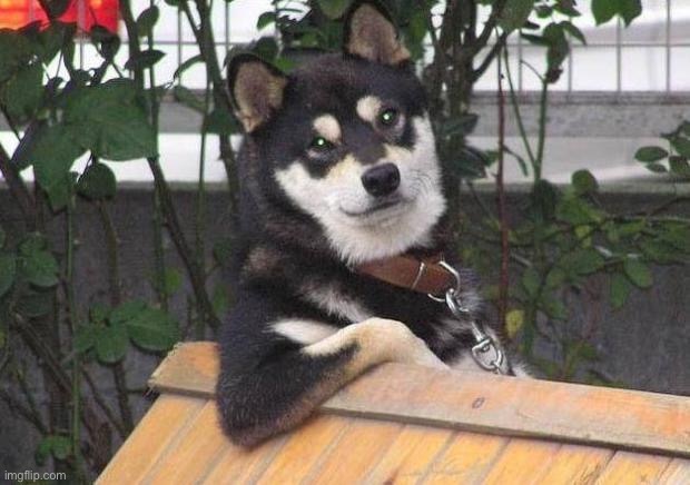 Cool dog | image tagged in cool dog | made w/ Imgflip meme maker