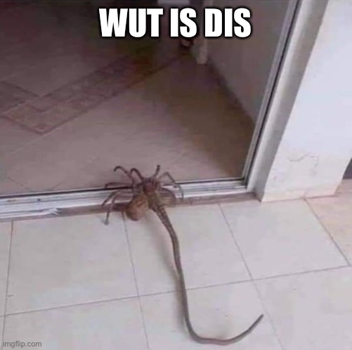 spooder | WUT IS DIS | image tagged in spooder | made w/ Imgflip meme maker