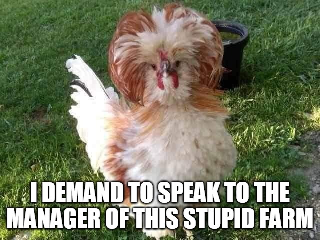 If a Chicken is Named Karen | I DEMAND TO SPEAK TO THE MANAGER OF THIS STUPID FARM | image tagged in meme,memes,chicken,karen,karens | made w/ Imgflip meme maker