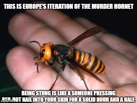 IT HAZ THE STINGZ | THIS IS EUROPE'S ITERATION OF THE MURDER HORNET; BEING STUNG IS LIKE A SOMEONE PRESSING RED-HOT NAIL INTO YOUR SKIN FOR A SOLID HOUR AND A HALF. | image tagged in haz the sting,red hot nail | made w/ Imgflip meme maker