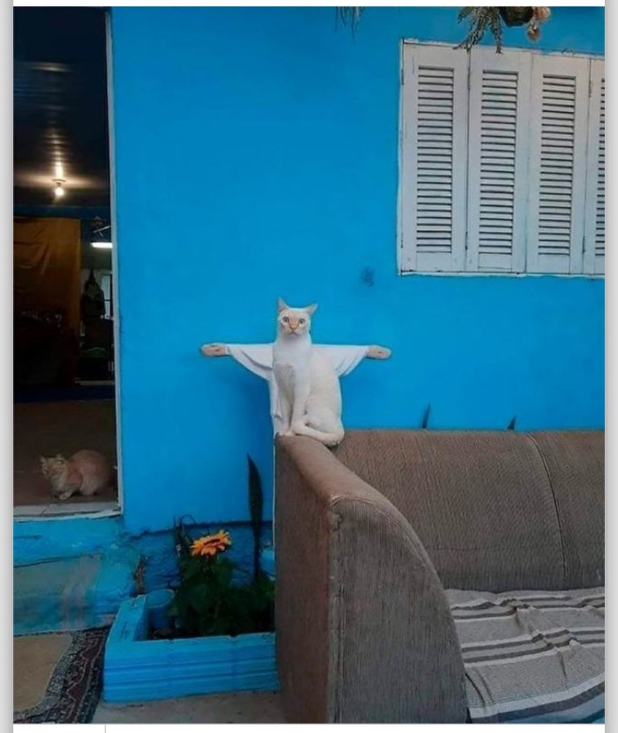 High Quality Jesus Cat Blank Meme Template