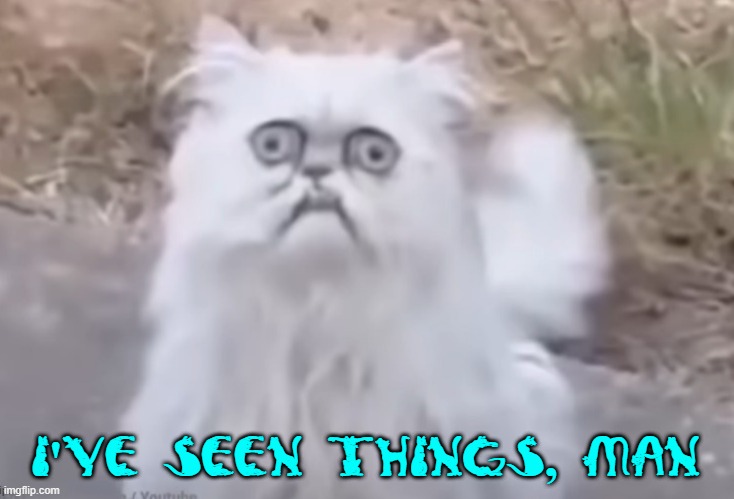 I've Seen Things, Man | I'VE SEEN THINGS, MAN | image tagged in crazy cat,cats,scared cat | made w/ Imgflip meme maker
