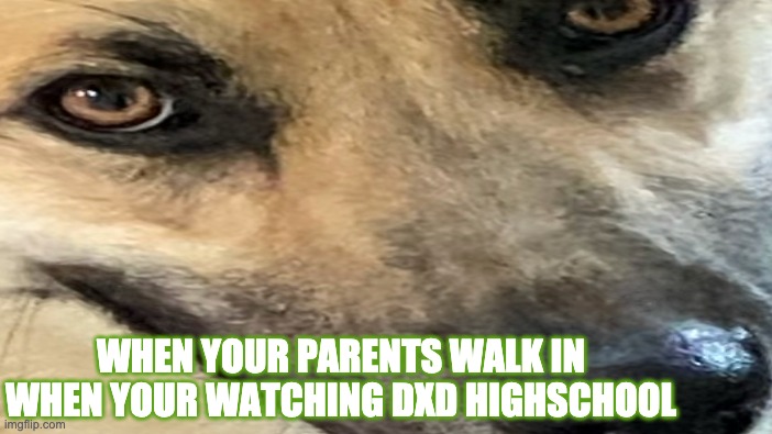 DOG | WHEN YOUR PARENTS WALK IN WHEN YOUR WATCHING DXD HIGHSCHOOL | image tagged in anime meme | made w/ Imgflip meme maker