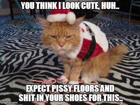 Angry Cane Cat | YOU THINK I LOOK CUTE, HUH.. EXPECT PISSY FLOORS AND SHIT IN YOUR SHOES FOR THIS.. | image tagged in angry cane cat,meme,holiday meme,holiday cat meme,angry cat | made w/ Imgflip meme maker