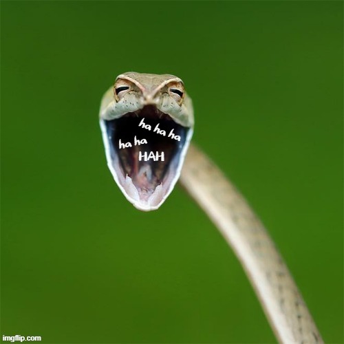 snakes Memes & GIFs - Imgflip