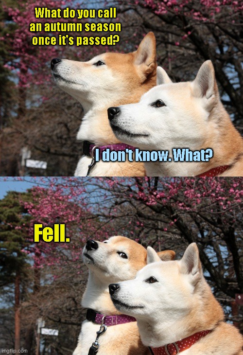 Bad Pun Dogs |  What do you call an autumn season once it's passed? I don't know. What? Fell. | image tagged in bad pun dogs,seasons,jokes,humor | made w/ Imgflip meme maker