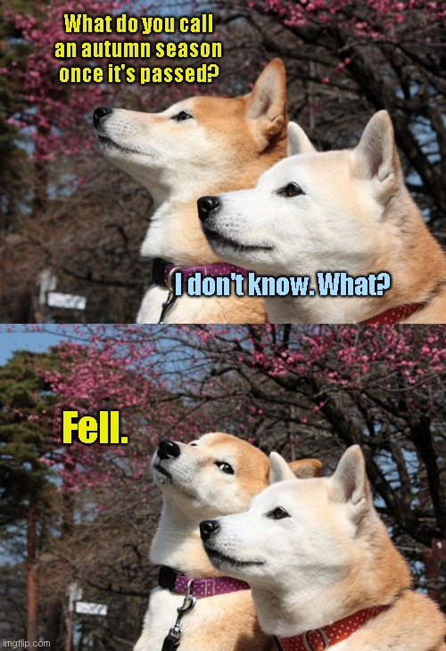 Bad Pun Dogs | What do you call an autumn season once it's passed? I don't know. What? Fell. | image tagged in bad pun dogs,seasons,jokes,humor | made w/ Imgflip meme maker