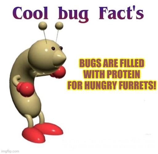 Cool Bug Facts | BUGS ARE FILLED WITH PROTEIN FOR HUNGRY FURRETS! | image tagged in cool bug facts,furret,army,bugs,pokemon | made w/ Imgflip meme maker