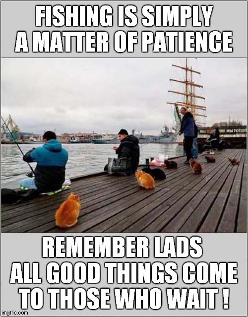 These Cats Have Done This Before ! | FISHING IS SIMPLY A MATTER OF PATIENCE; REMEMBER LADS 
ALL GOOD THINGS COME
TO THOSE WHO WAIT ! | image tagged in cats,fishing,patience | made w/ Imgflip meme maker